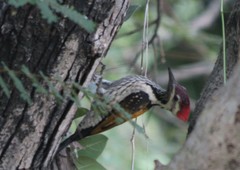 Dinopium benghalense