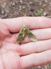 Proserpinus terlooii