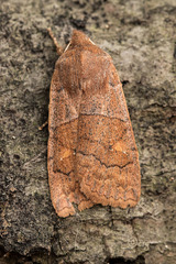 Eupsilia vinulenta