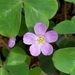 Redwood Sorrel - Photo (c) Arica Rivera, some rights reserved (CC BY-NC)