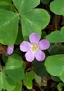 Redwood Sorrel - Photo (c) Arica Rivera, some rights reserved (CC BY-NC), uploaded by Arica Rivera