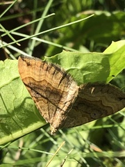 Scotopteryx chenopodiata