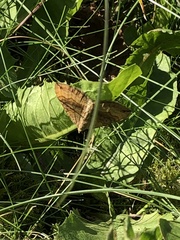 Scotopteryx chenopodiata