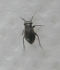 Heteroptera