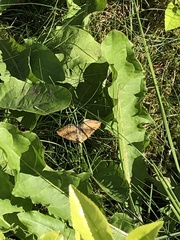 Scotopteryx chenopodiata