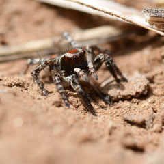 Stenaelurillus guttiger