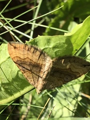 Scotopteryx chenopodiata