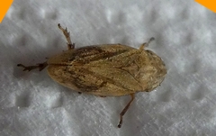 Philaenus