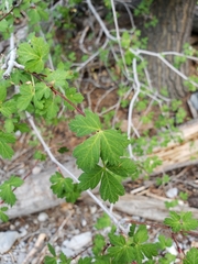 Acer glabrum diffusum
