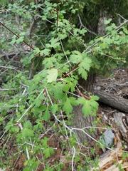 Acer glabrum diffusum