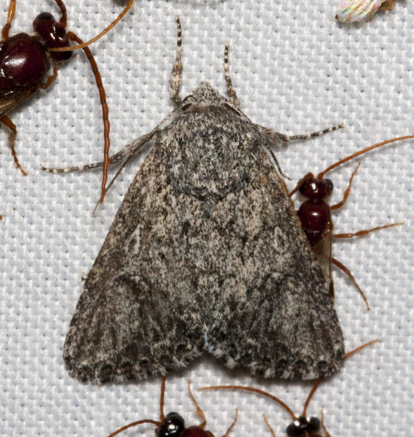 Scotogramma