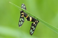 Amata sperbius