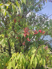 Sambucus racemosa