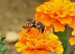 Megachile melanopyga