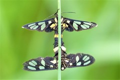 Amata sperbius