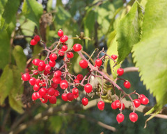 Sambucus racemosa