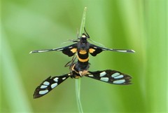 Amata sperbius