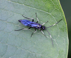 Cratichneumon unifasciatorius