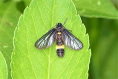 Psichotoe duvaucelii