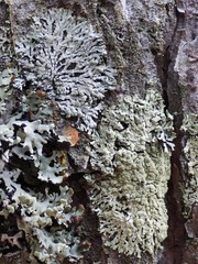 Parmeliopsis hyperopta