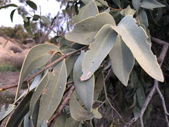Santalum lanceolatum