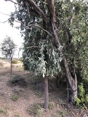 Santalum lanceolatum