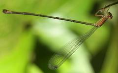 Metaleptobasis bovilla