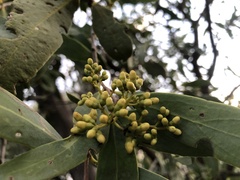 Santalum lanceolatum