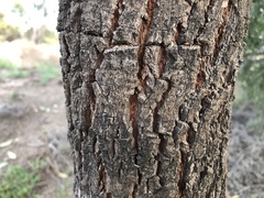 Santalum lanceolatum