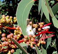 Eucalyptus obstans