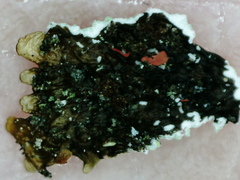 Parmeliopsis hyperopta