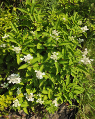 Hydrangea paniculata