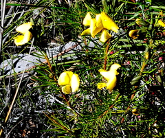 Gompholobium grandiflorum