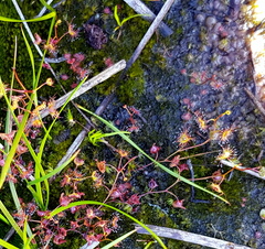Drosera peltata