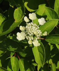 Hydrangea paniculata
