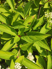 Hydrangea paniculata
