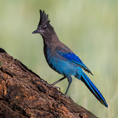 Cyanocitta stelleri