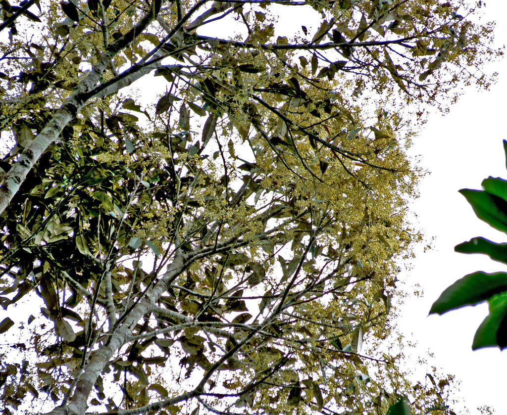 Red Tulip Oak from Lake Eacham QLD 4884, Australia on April 22, 2013 at ...