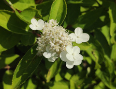 Hydrangea paniculata