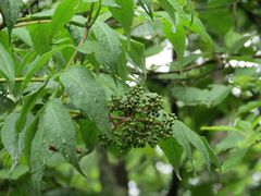 Sambucus sibirica