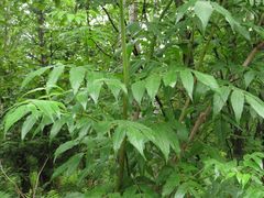 Sambucus sibirica