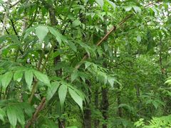 Sambucus sibirica