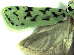 Izatha peroneanella