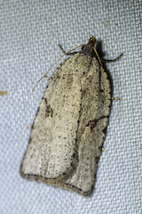Meritastis