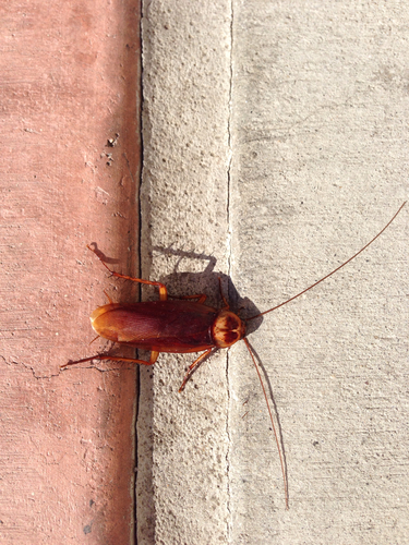 Periplaneta americana