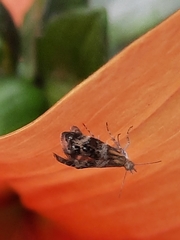 Tebenna micalis