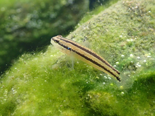 Tweeband-grondel (Tridentiger bifasciatus) — Gobiidae