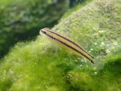 Tridentiger bifasciatus