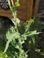 Lactuca serriola