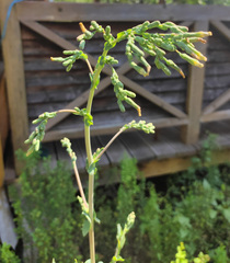 Lactuca serriola